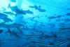 Meet the New Fish of New York's Increasingly Warmer Waters