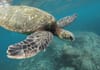 An up close image of a sea turtle swimming beneath the water.