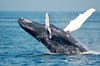 Humpback Whales Are Having Too Much Fun in NYC