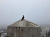 A pigeon sits on a chimney looking out over a densely fogged Manhattan.