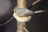 Tufted titmouse.