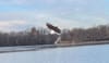 Bald Eagles Are Back in NYC and Waging War on Our Beautiful Herons