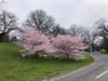 Cherry blossoms in Prospect Park