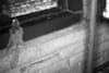 A southern flying squirrel, with its patagia visible, on a window ledge in NYC.
