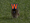 A tiny rat running in the grass on Citi Field that someone has photoshopped to be wearing a Mets hat .