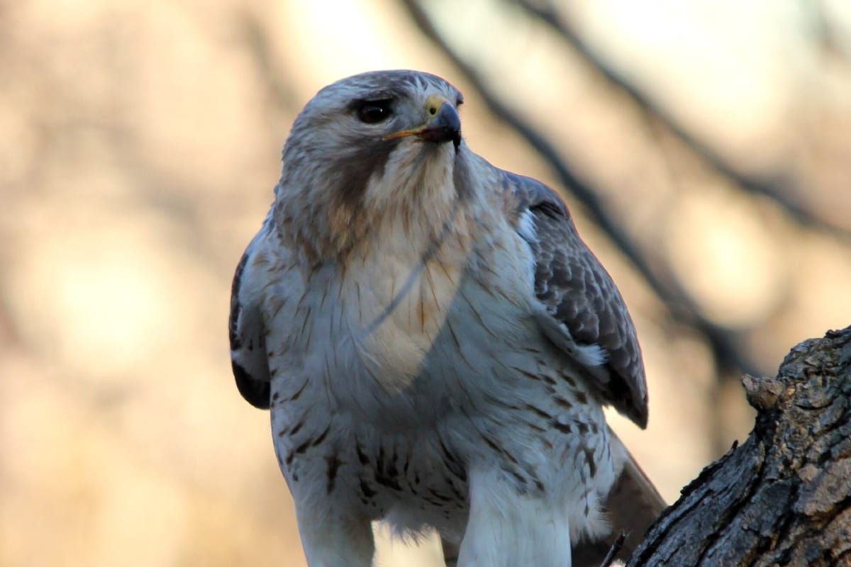 RIP (Maybe Again?) to Pale Male, the NYC Hawk Who Lived a Life of Fame ...